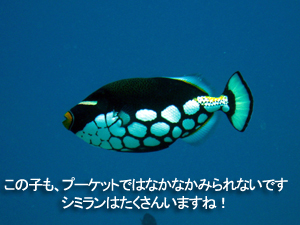 やっぱりいいね、シミラン&ハッピーハネムーン_f0144385_2155631.jpg