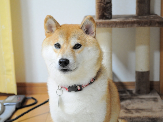 今夜のオモチャは・・・_a0126590_7515823.jpg