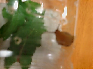 c0205393_04758.jpg