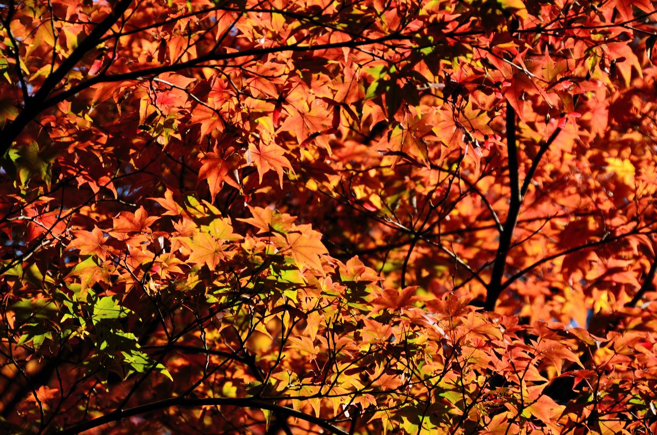 D7000の紅葉_c0157702_1302242.jpg