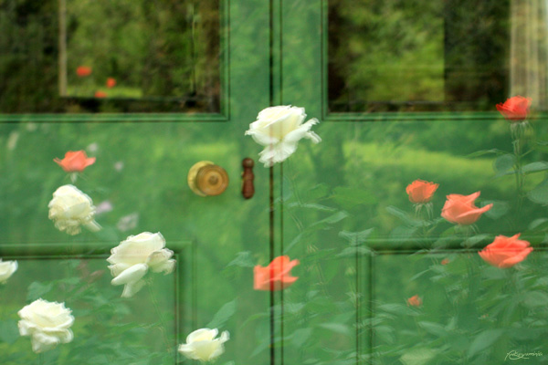 Green door and roses_f0185802_19483936.jpg