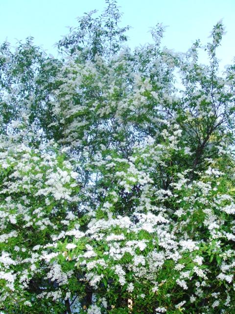 c0062603_12594555.jpg