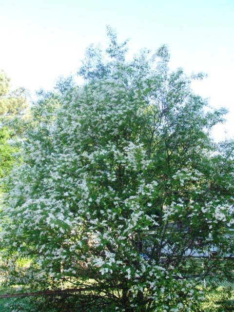 c0062603_13131231.jpg