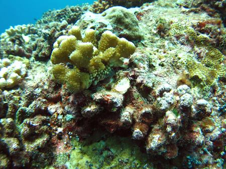 珊瑚の定点観察ーサンゴ太郎プロジェクト_f0113803_18412416.jpg