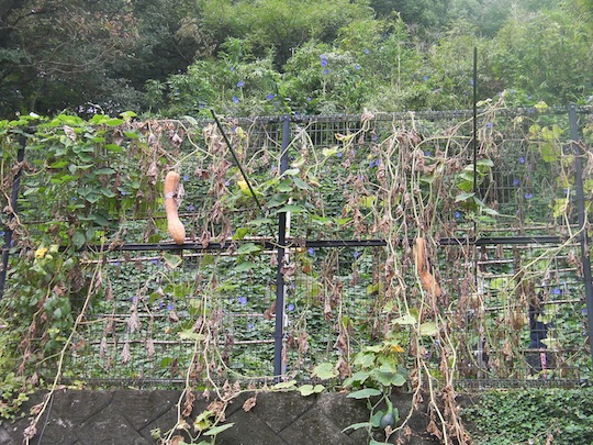 c0052304_222478.jpg
