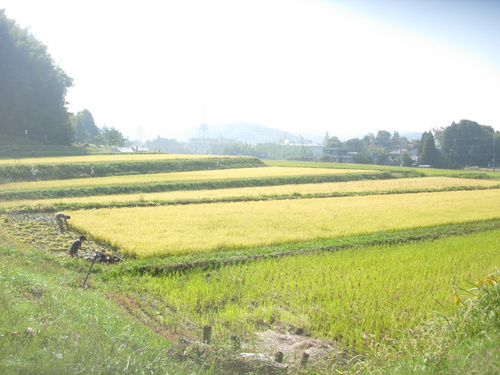b0134008_224679.jpg