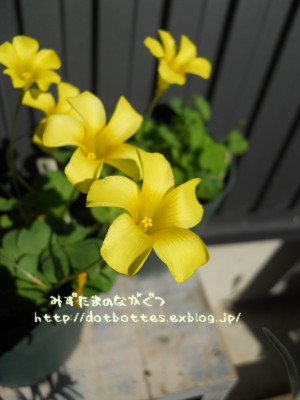 水彩画のようなビオラ みずたまのながぐつ