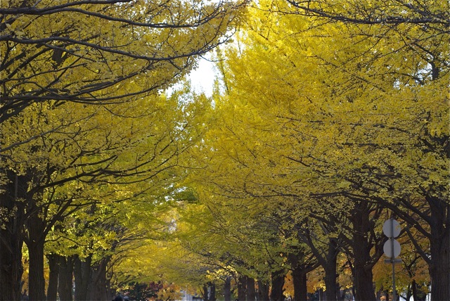 c0153411_11485519.jpg