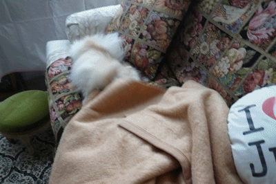 b0167519_10363556.gif