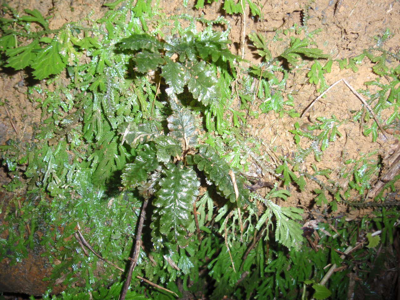 超希少種 ソテツホラゴケ シダ植物 ホラゴケ パルダリウム - www