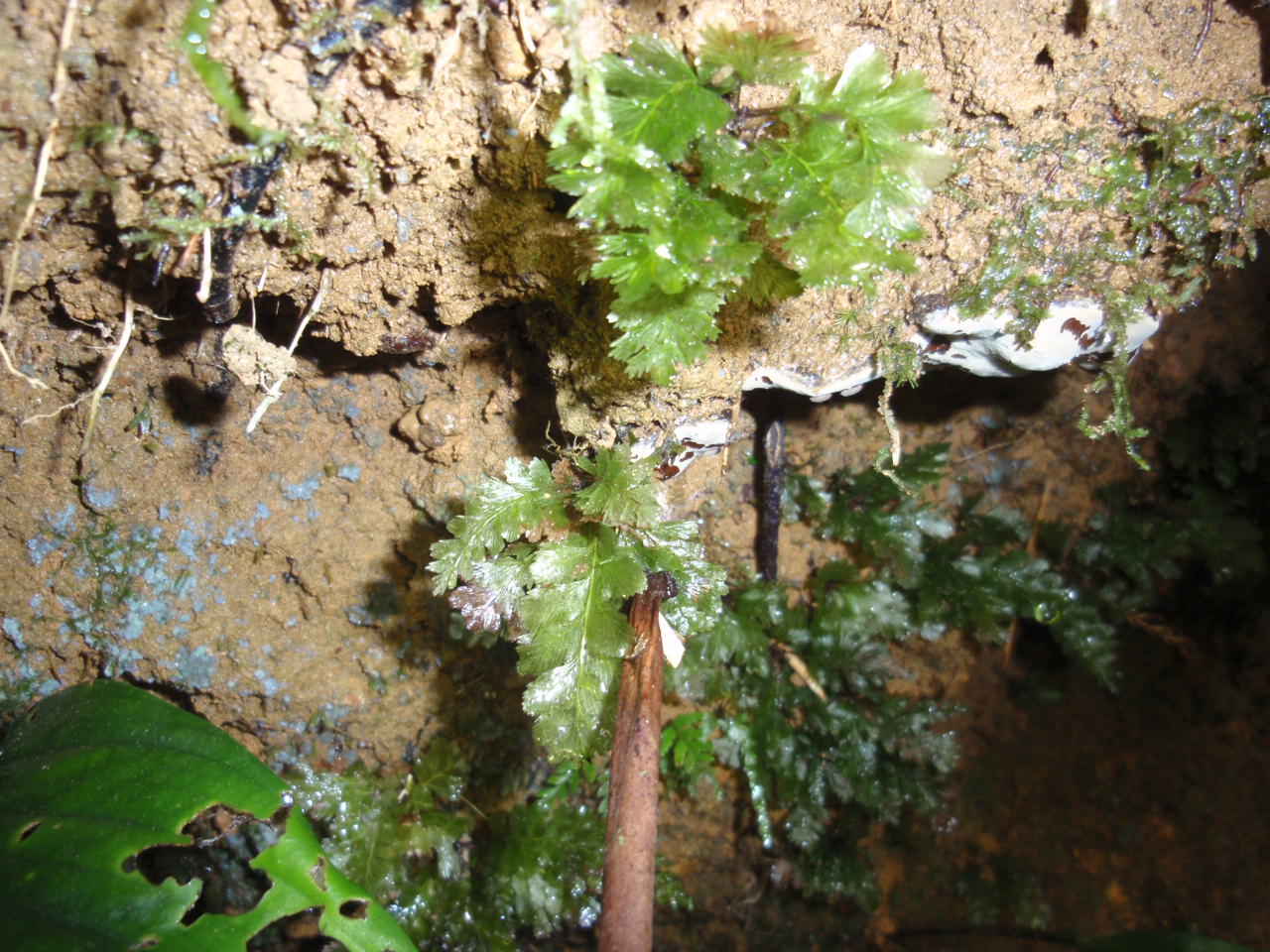 ボルネオ採取Cephalomanes javanicum var. asplenioides