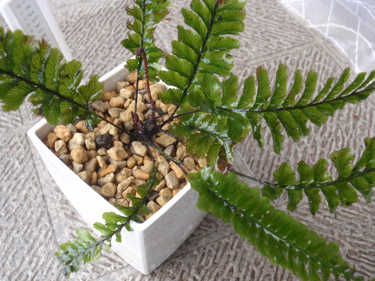 ボルネオ採取Cephalomanes javanicum var. asplenioides