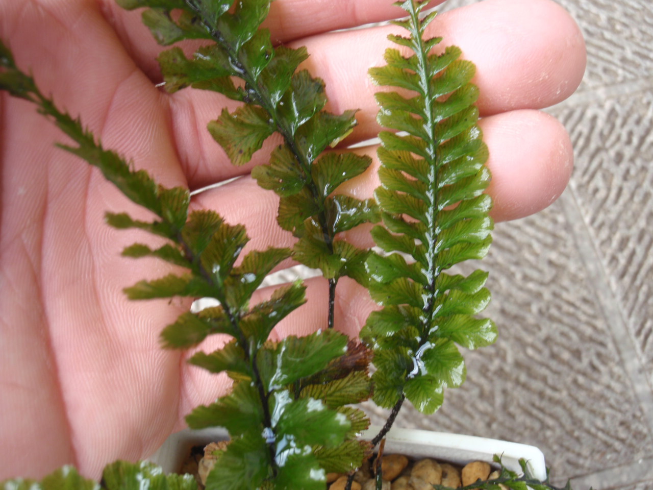 ボルネオ採取Cephalomanes javanicum var. asplenioides