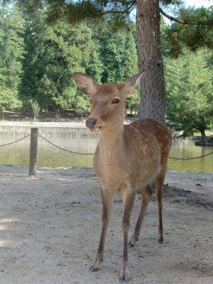 お散歩日和　奈良公園_e0015828_003550.jpg