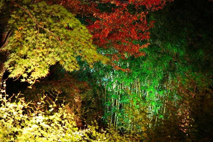 紅葉ライトアップ －南禅寺塔頭・天授庵－_b0169330_2145566.jpg