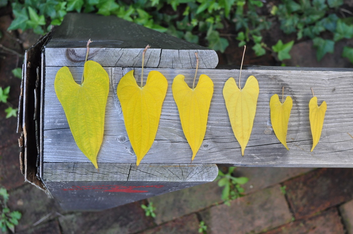 yellow fox_b0172633_12284549.jpg