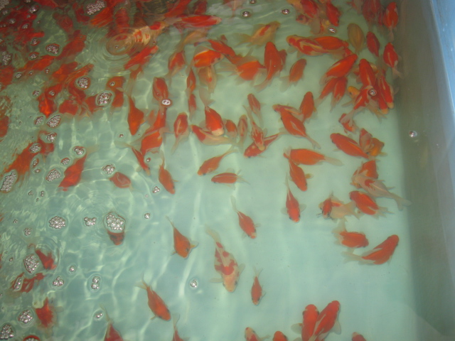 f0214235_11201196.jpg