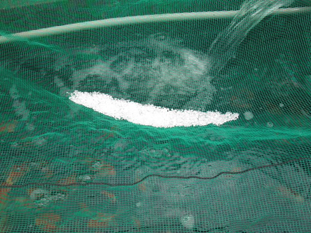 f0214235_112302.jpg