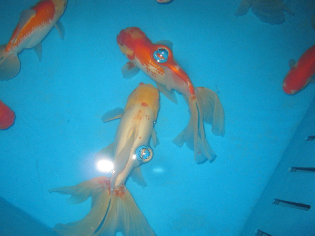 f0214235_11263315.jpg