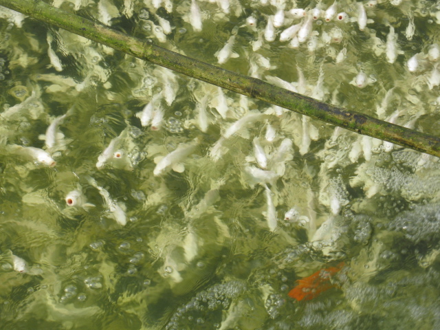 f0214235_2112450.jpg