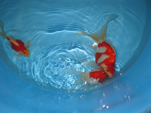 f0214235_21422782.jpg