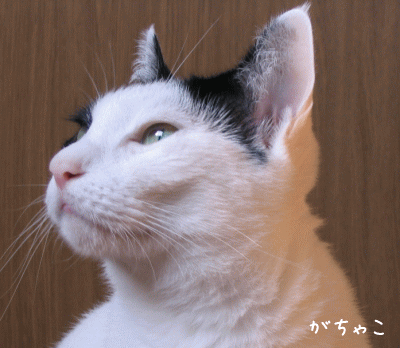 a0166338_12361311.gif