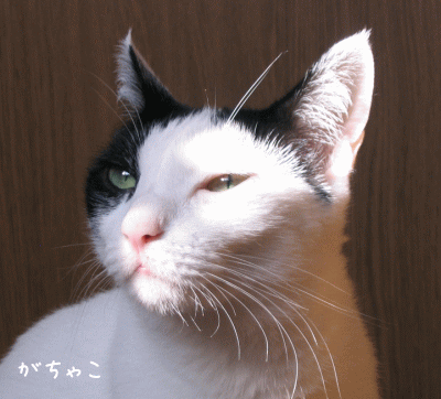 a0166338_12362499.gif