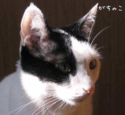 a0166338_12364150.gif