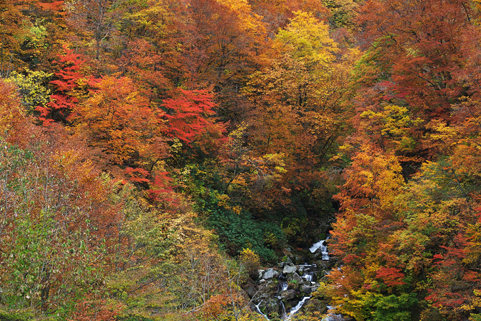 紅葉の路 秋田街道_c0211639_742392.jpg