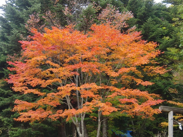 菊花展～北茨城紅葉ツーリング_e0026541_21412323.jpg