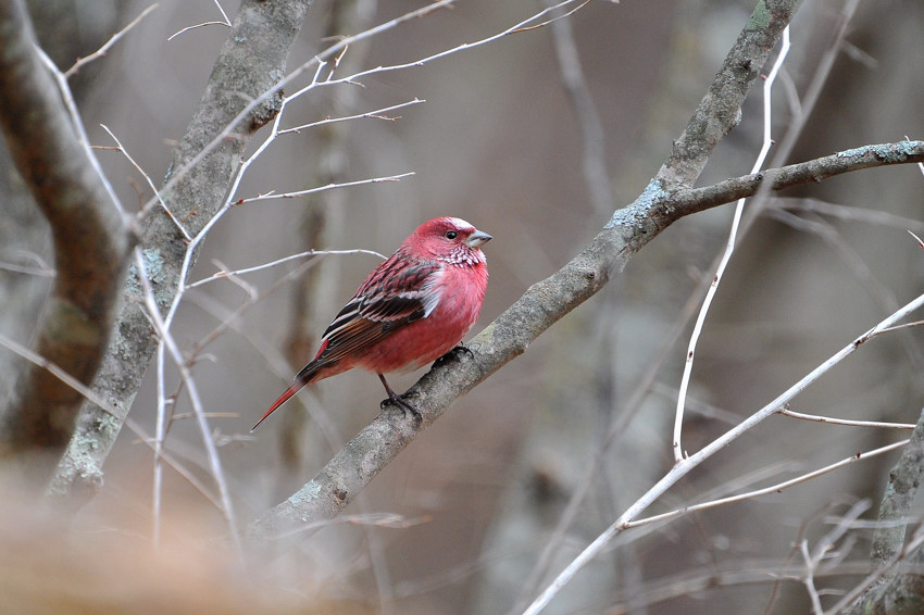 A past record～オオマシコ・イスカ・ベニマシコ : Birding in Japan!