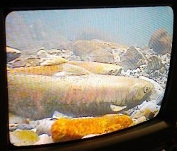 2010年10月24日のこと-1_f0197754_19424128.jpg