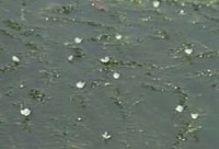 徳山ダムの所為？　揖斐川で要注意外来生物コカナダモが大繁殖_f0197754_22455375.jpg