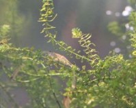 徳山ダムの所為? 揖斐川で要注意外来生物コカナダモが大繁殖_f0197754_22471630.jpg