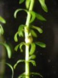 徳山ダムの所為? 揖斐川で要注意外来生物コカナダモが大繁殖_f0197754_2258438.jpg