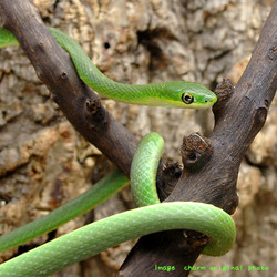 ラフグリーンスネーク 吾輩は亀である