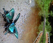 f0207969_1225574.jpg