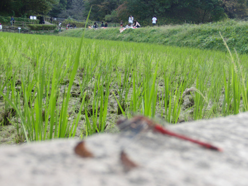 晩秋の里山と赤トンボ_e0167571_20101894.jpg
