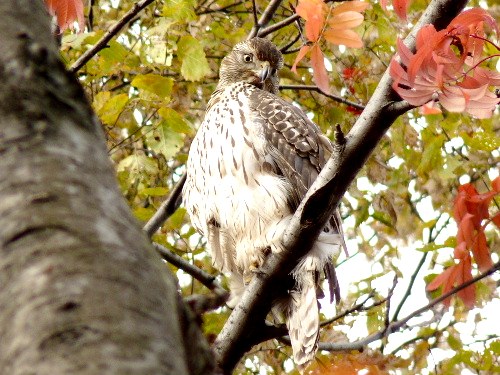 １１月・オオタカ（蒼鷹、大鷹）の幼鳥_d0084473_20184040.jpg