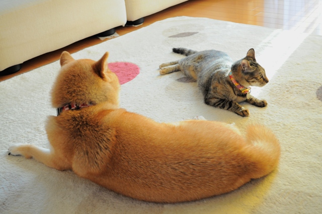 かぼちゃん、遊んで!_a0126590_7112038.jpg