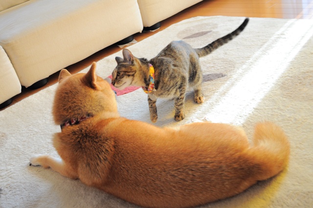 かぼちゃん、遊んで!_a0126590_7113188.jpg
