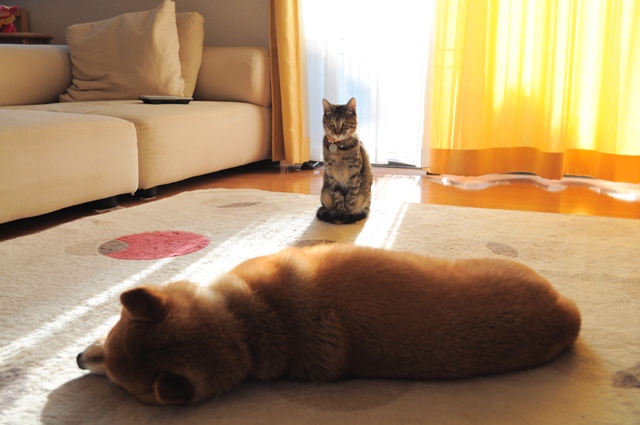 かぼちゃん、遊んで!_a0126590_7121561.jpg
