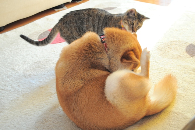 かぼちゃん、遊んで!_a0126590_7182082.jpg
