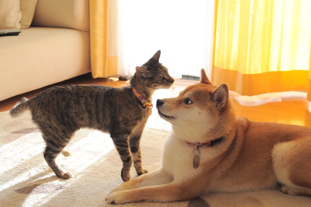 かぼちゃん、遊んで!_a0126590_7202354.jpg