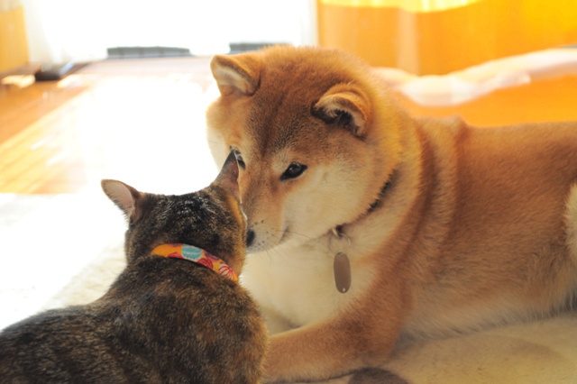 かぼちゃん、遊んで!_a0126590_7204229.jpg