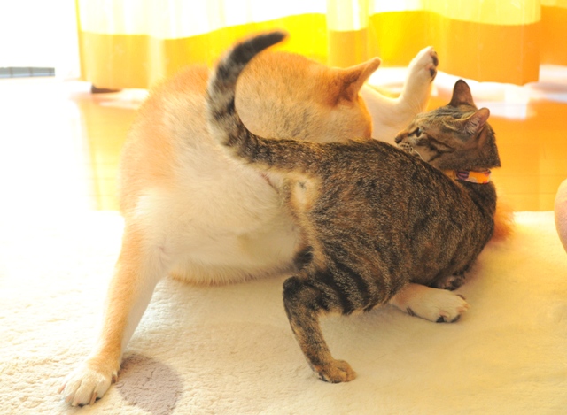 かぼちゃん、遊んで!_a0126590_720486.jpg