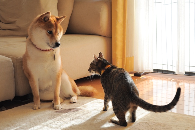 かぼちゃん、遊んで!_a0126590_7205579.jpg