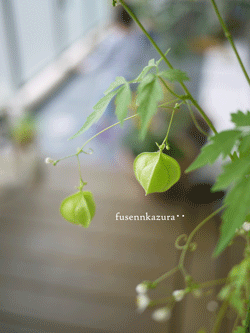 a0150193_4585274.gif