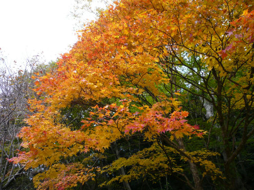 三段峡の紅葉_b0017504_21231241.jpg