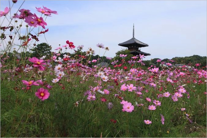 法起寺～コスモス_d0105104_09142.jpg